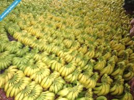 Chuối tiêu hồng - Công Ty TNHH Fresh Banana